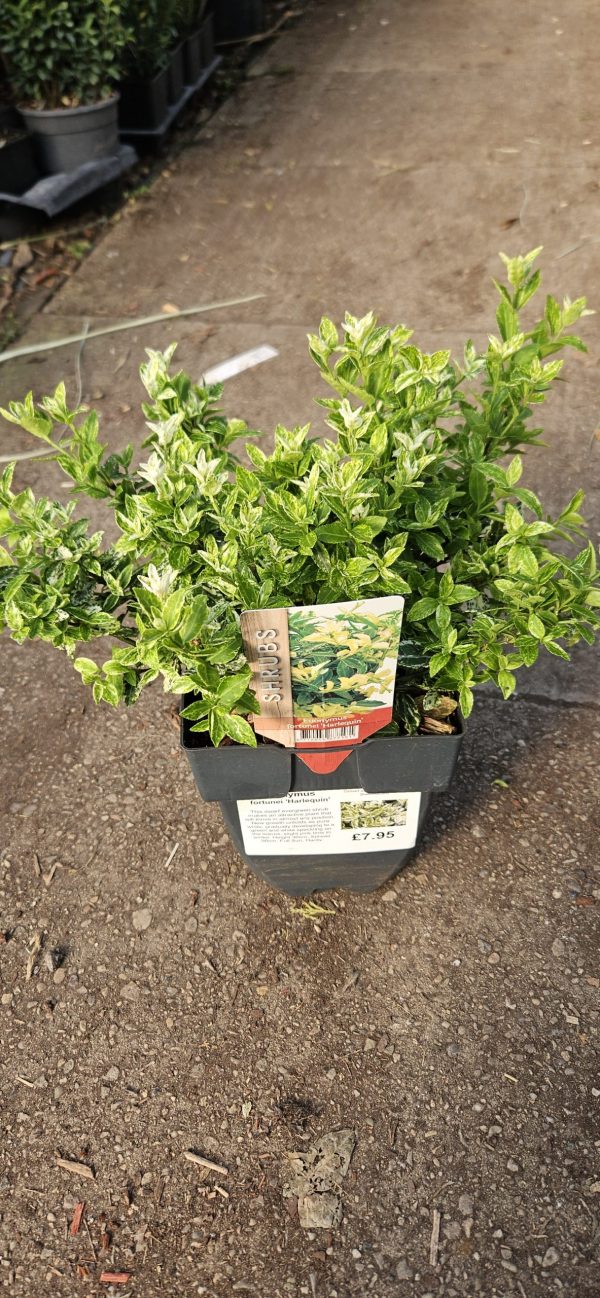 Euonymus fortunei 'Harlequin'2 Euonymus fortunei 'Harlequin'