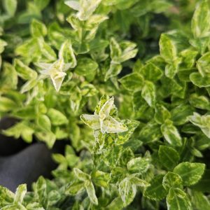 Euonymus fortunei 'Harlequin'