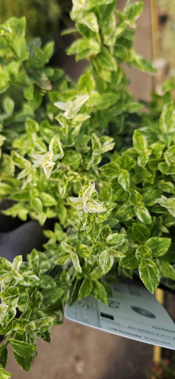 Euonymus fortunei 'Harlequin'3 Euonymus fortunei 'Harlequin'