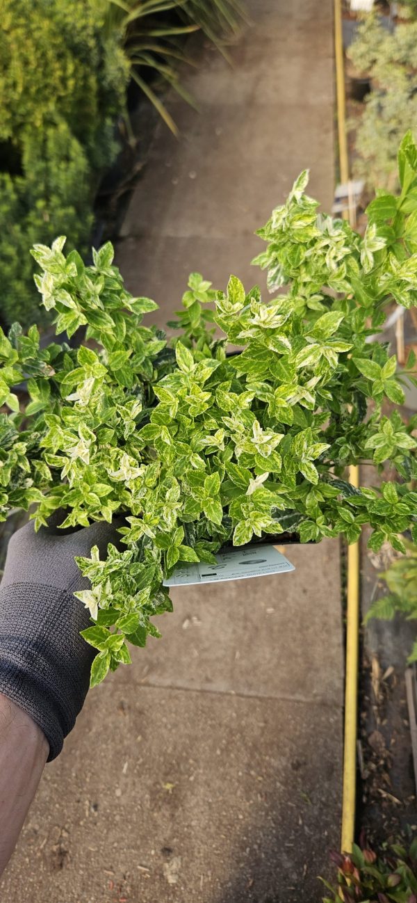 Euonymus fortunei 'Harlequin'4 Euonymus fortunei 'Harlequin'