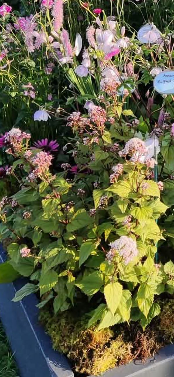 Eupatorium 'Lucky Symphony' Eupatorium 'Lucky Symphony'