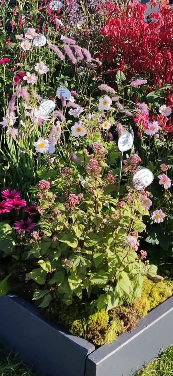 Eupatorium 'Lucky Symphony'2 Eupatorium 'Lucky Symphony'