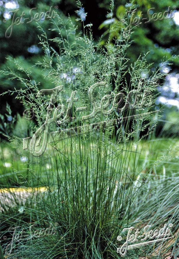 Festuca amethystina Festuca amethystina