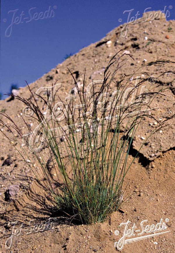 Festuca amethystina 2 Festuca amethystina