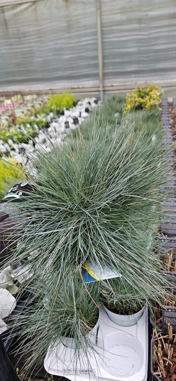 Festuca glauca 'Intense Blue'2 Festuca glauca 'Intense Blue'