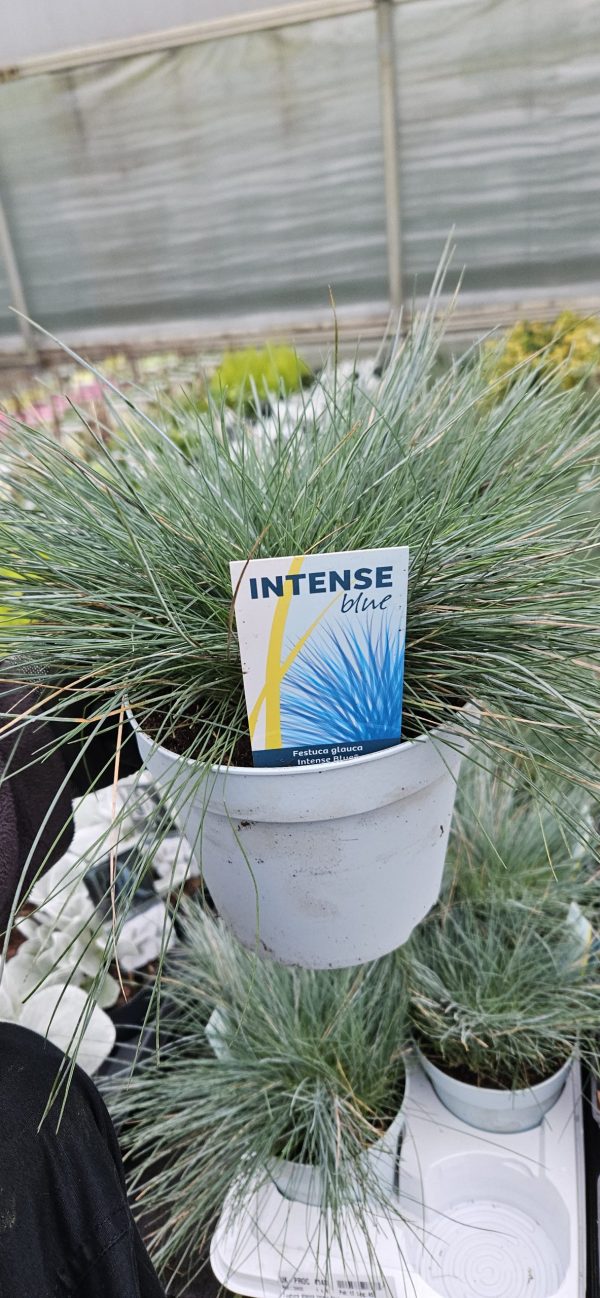 Festuca glauca 'Intense Blue'