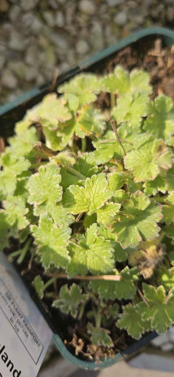 Geranium 'Dreamland' Geranium 'Dreamland'