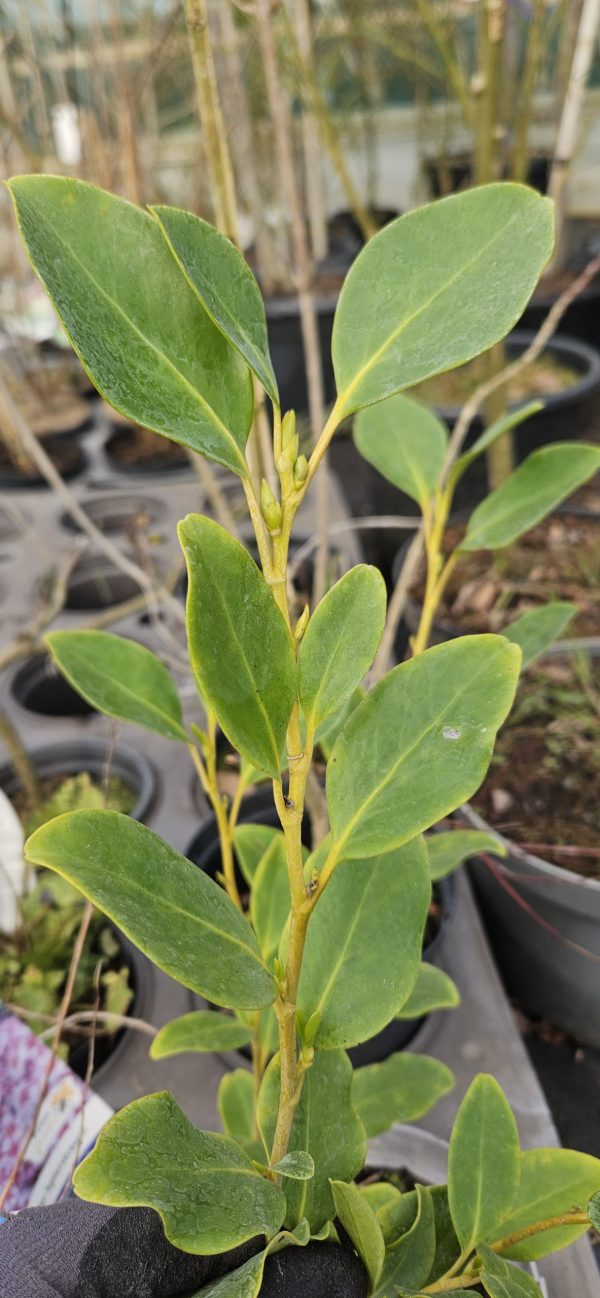 Griselinia littoralis Griselinia littoralis