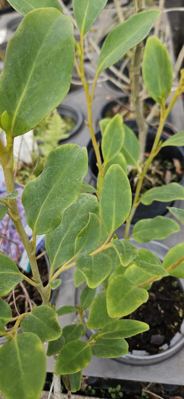 Griselinia littoralis2 Griselinia littoralis