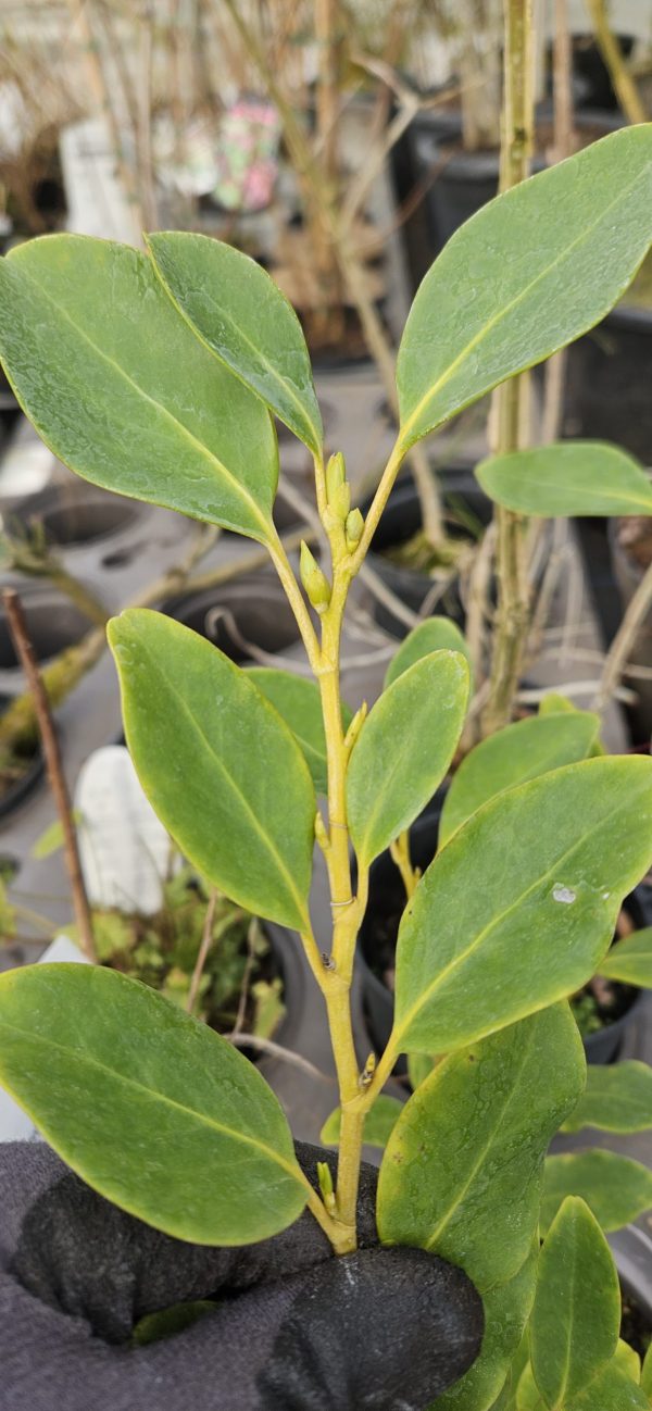 Griselinia littoralis3 Griselinia littoralis