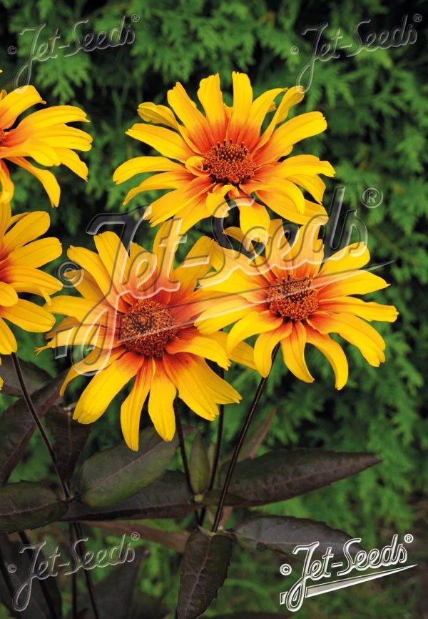 Heliopsis helianthoides var. scabra 'Burning Hearts' Heliopsis helianthoides var. scabra 'Burning Hearts'