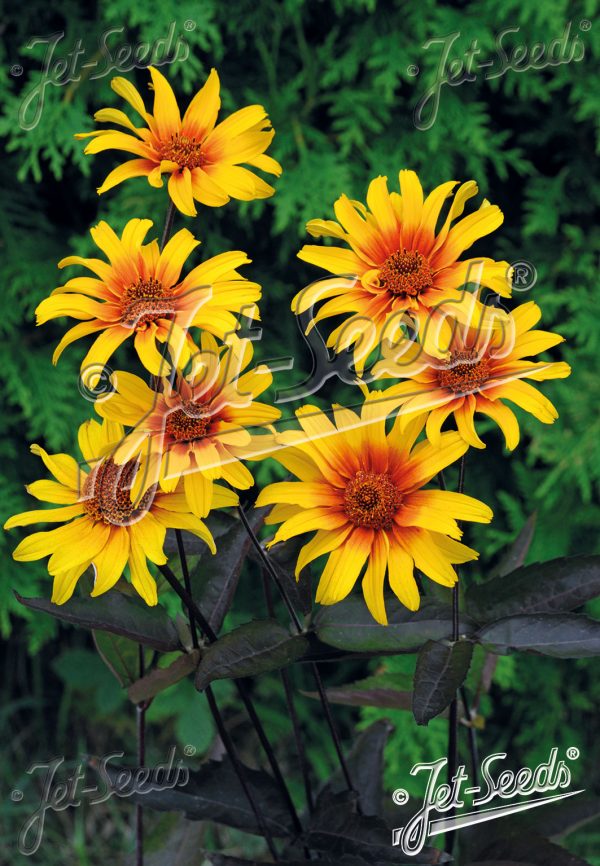 Heliopsis helianthoides var. scabra 'Burning Hearts'2 Heliopsis helianthoides var. scabra 'Burning Hearts'