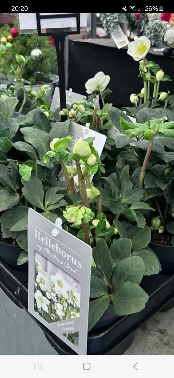 Helleborus niger 'Christmas Carol' Helleborus niger 'Christmas Carol'