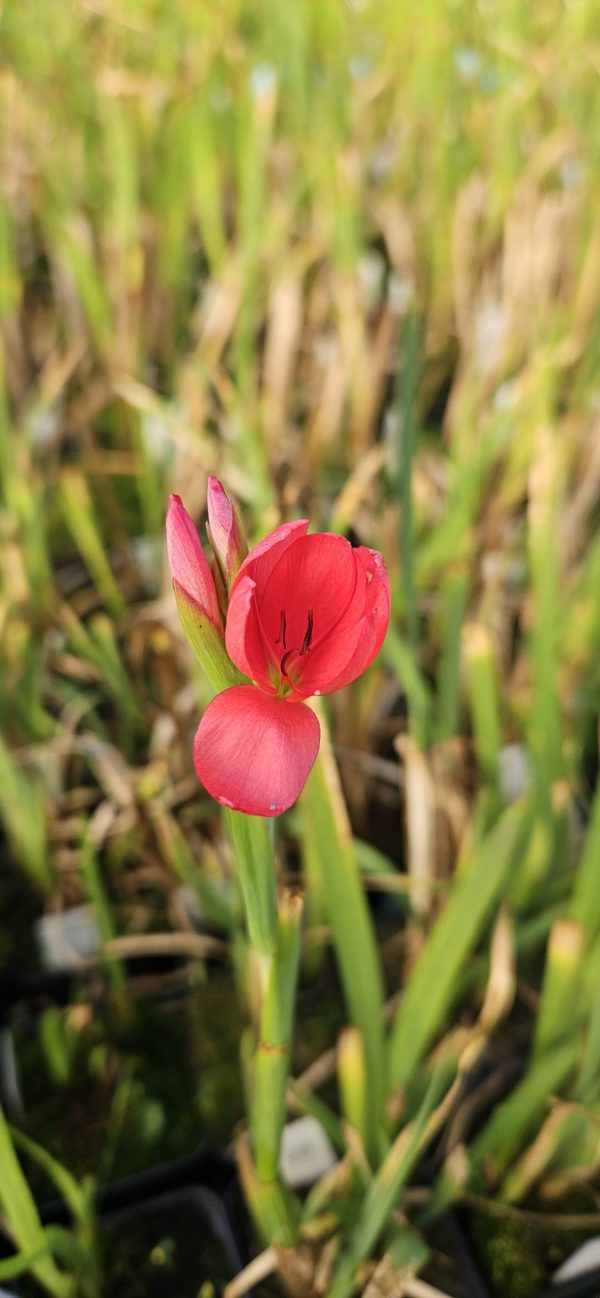 Hesperantha coccinea 'Major'