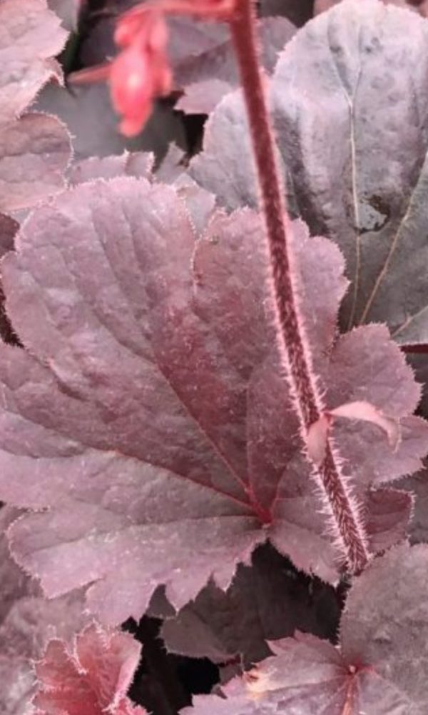 Heuchera 'Bella Notte'