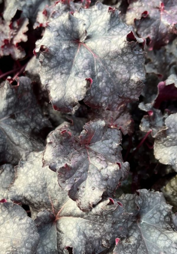 Heuchera 'Licorice' Heuchera 'Licorice'