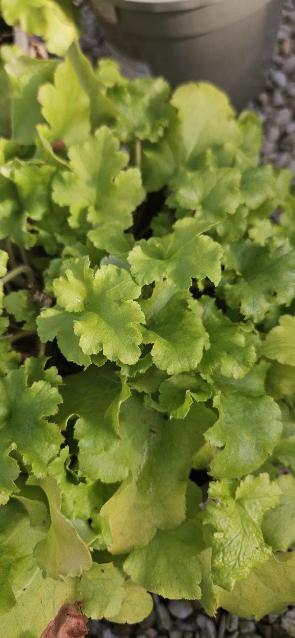 Heuchera 'Lime Marmalade' Heuchera 'Lime Marmalade'