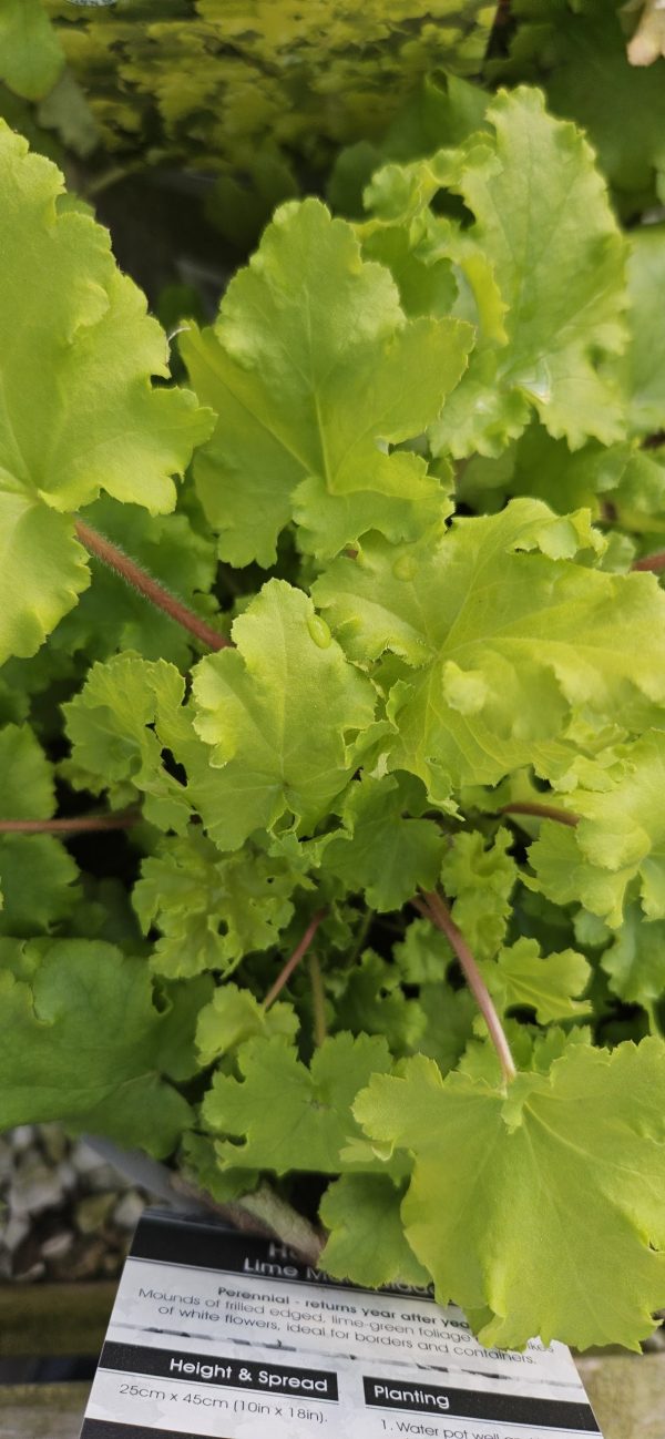 Heuchera 'Lime Marmalade'2 Heuchera 'Lime Marmalade'