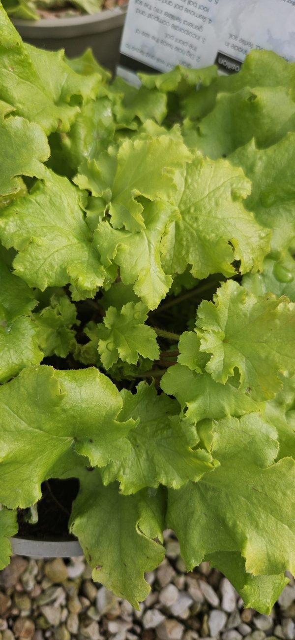 Heuchera 'Lime Marmalade'3 Heuchera 'Lime Marmalade'