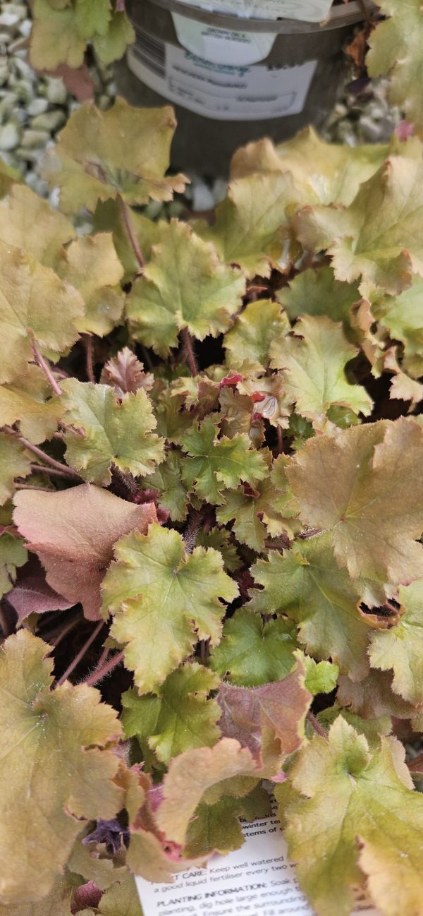 Heuchera 'Marmalade' Heuchera 'Marmalade'