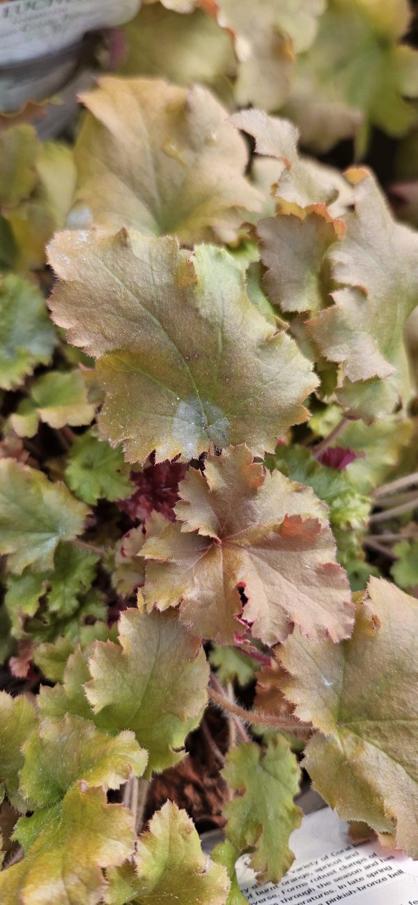 Heuchera 'Marmalade'2 Heuchera 'Marmalade'