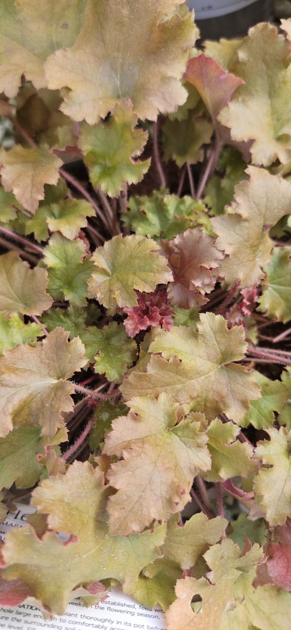 Heuchera 'Marmalade'3 Heuchera 'Marmalade'