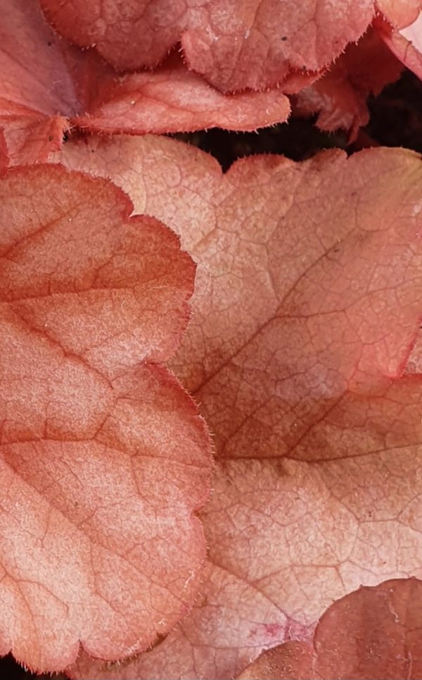 Heuchera 'Paprika' Heuchera 'Paprika'