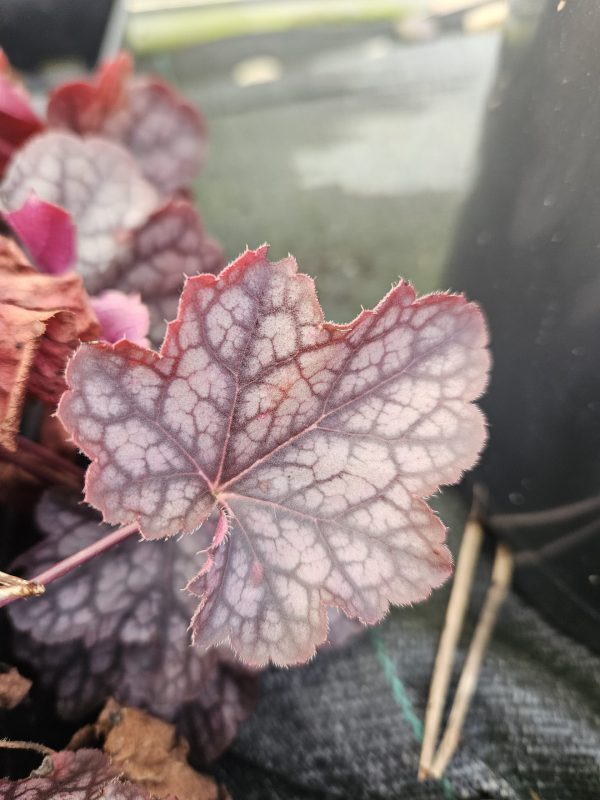 Heuchera 'Regina'