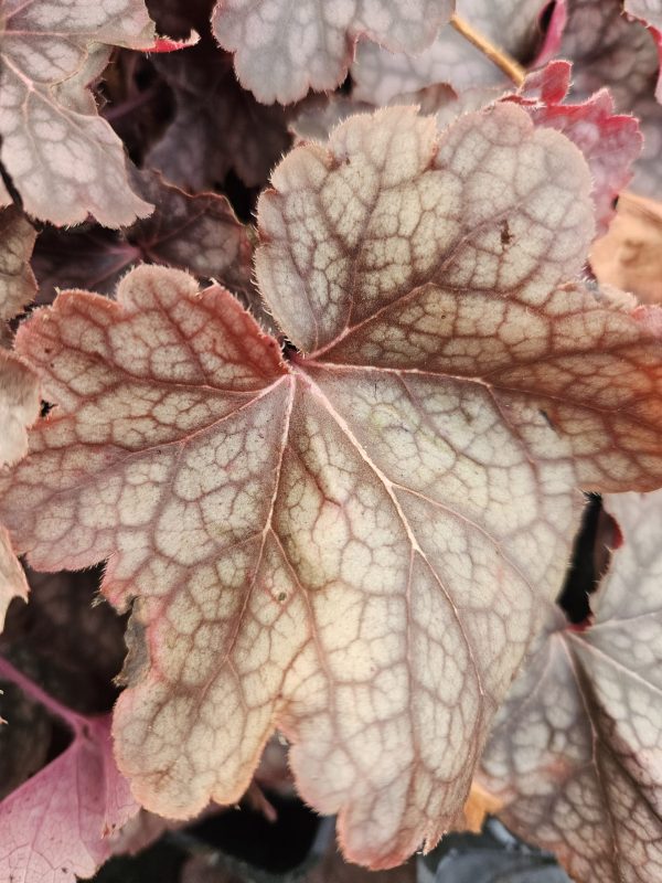Heuchera 'Regina'