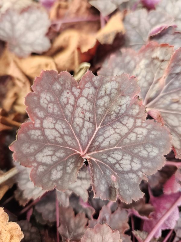 Heuchera 'Regina'
