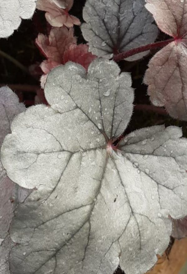 Heuchera 'Silver Gumdrop'