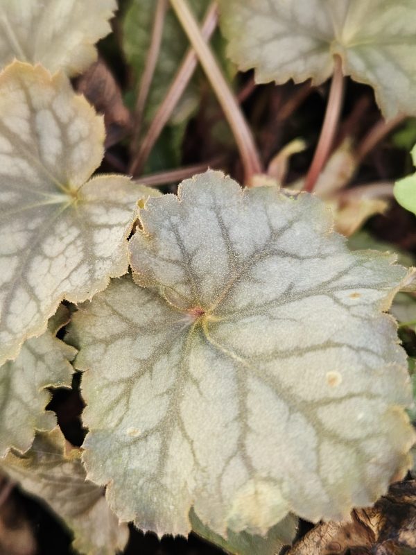 Heuchera americana 'Dales Strain' Heuchera americana 'Dales Strain'
