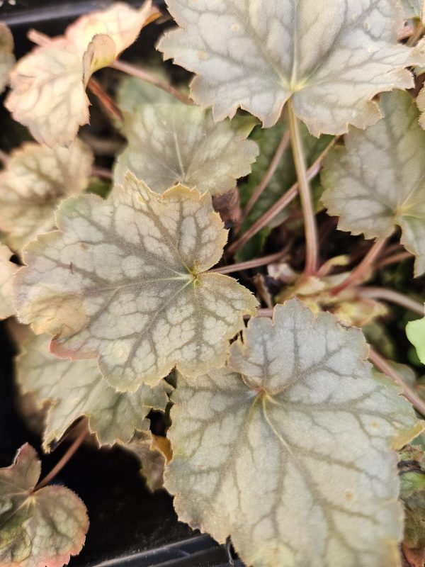 Heuchera americana 'Dales Strain'2 Heuchera americana 'Dales Strain'