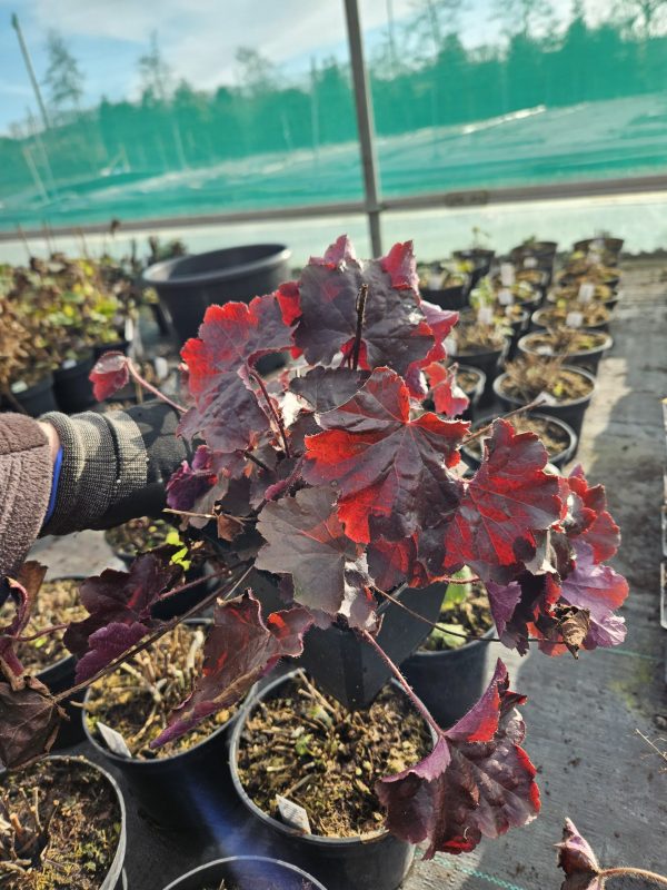 Heuchera villosa 'Palace Purple'