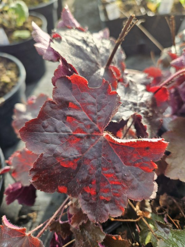 Heuchera villosa 'Palace Purple'