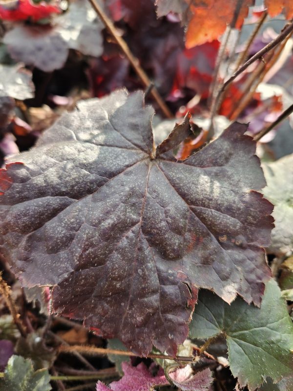 Heuchera villosa 'Palace Purple'