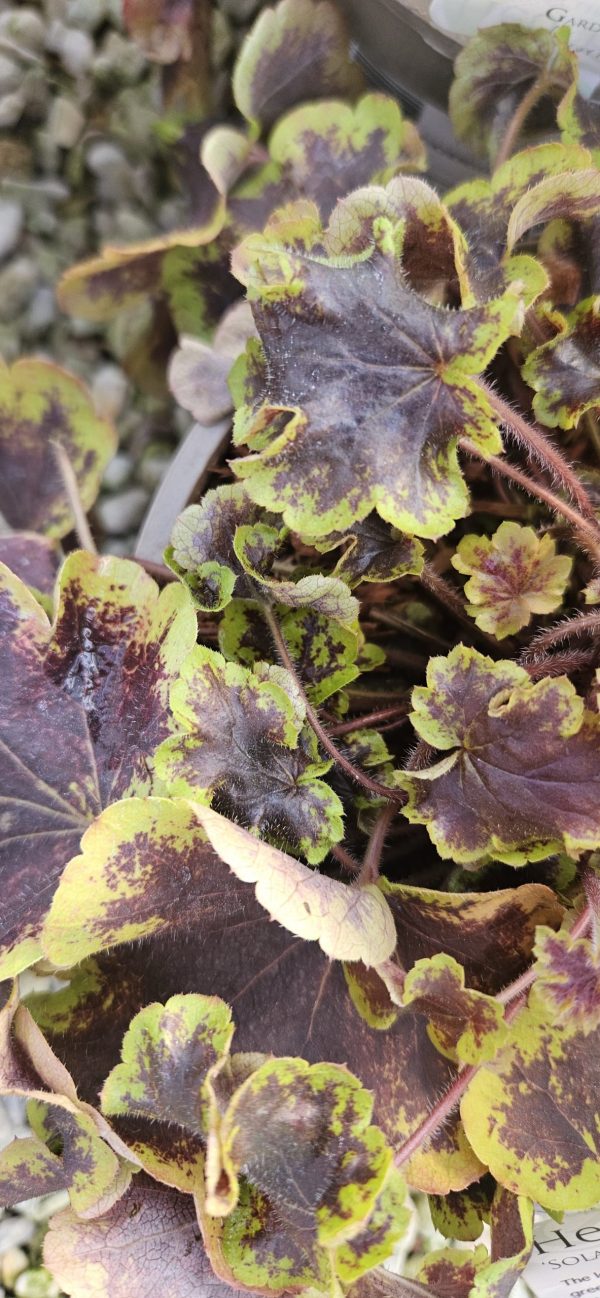 Heucherella 'Solar Eclipse' Heucherella 'Solar Eclipse'