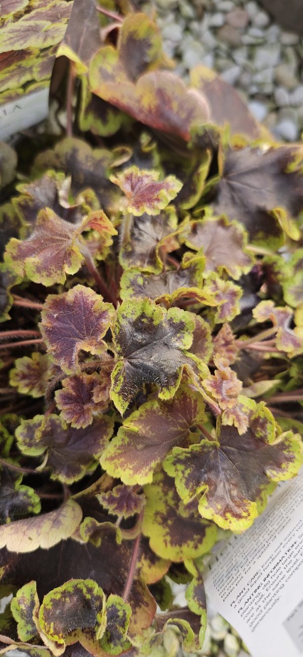 Heucherella 'Solar Eclipse'3 Heucherella 'Solar Eclipse'