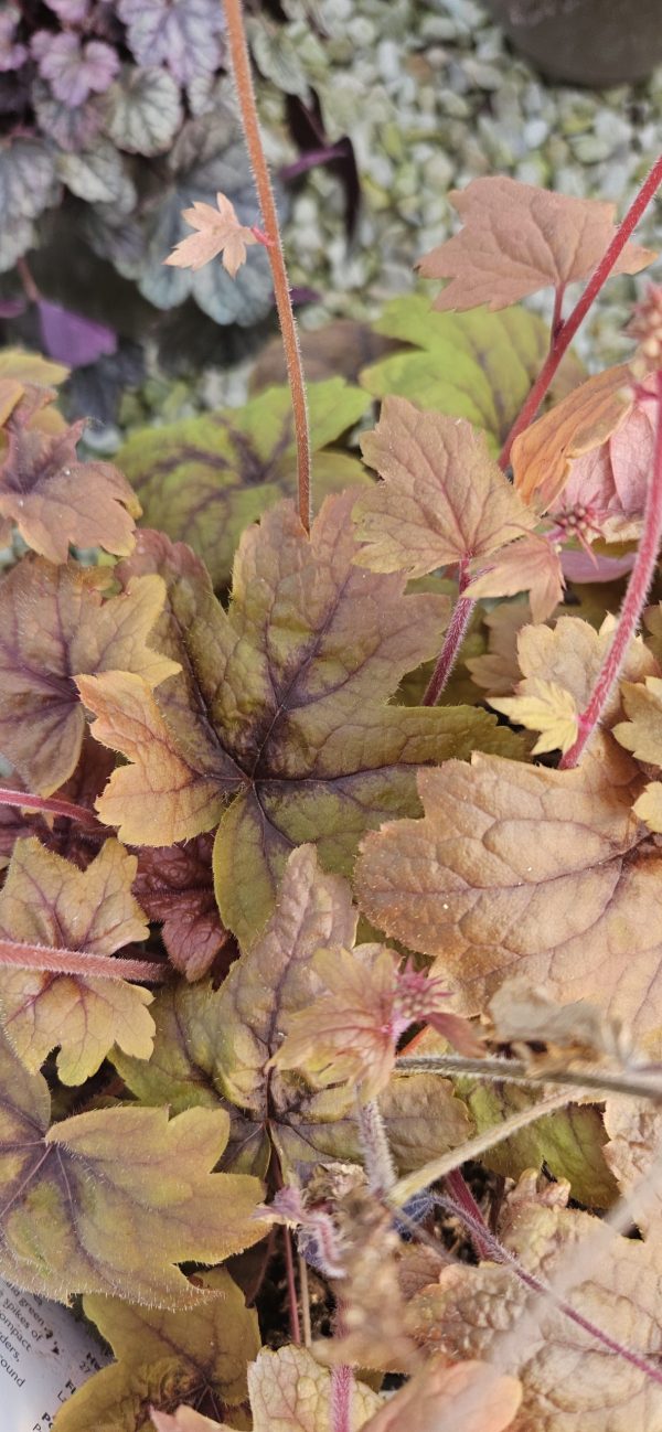Heucherella 'Sweet Tea' Heucherella 'Sweet Tea'