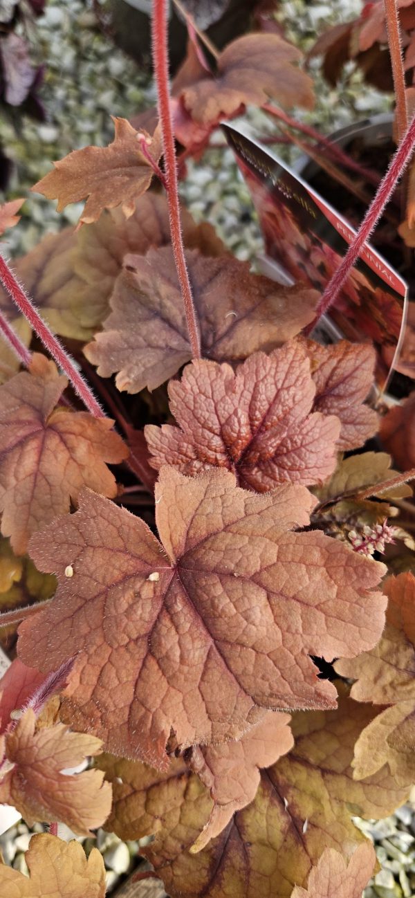 Heucherella 'Sweet Tea'2 Heucherella 'Sweet Tea'
