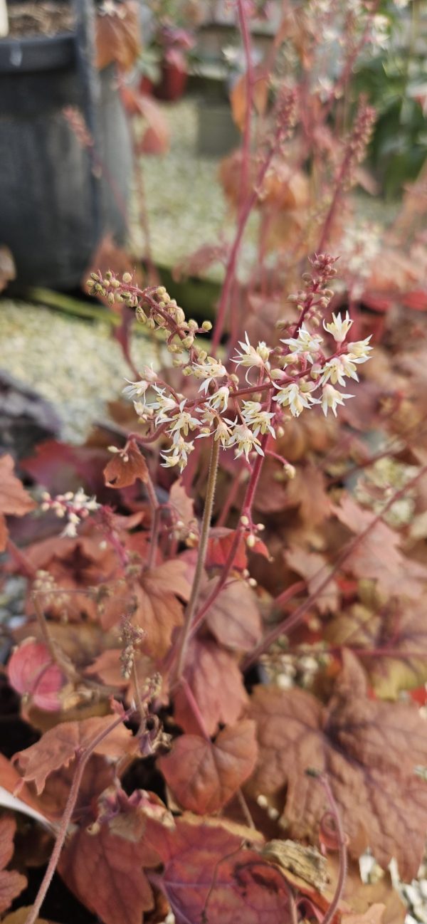 Heucherella 'Sweet Tea'3 Heucherella 'Sweet Tea'