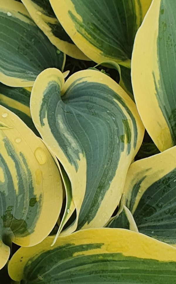 Hosta 'Autumn Frost' Hosta 'Autumn Frost'
