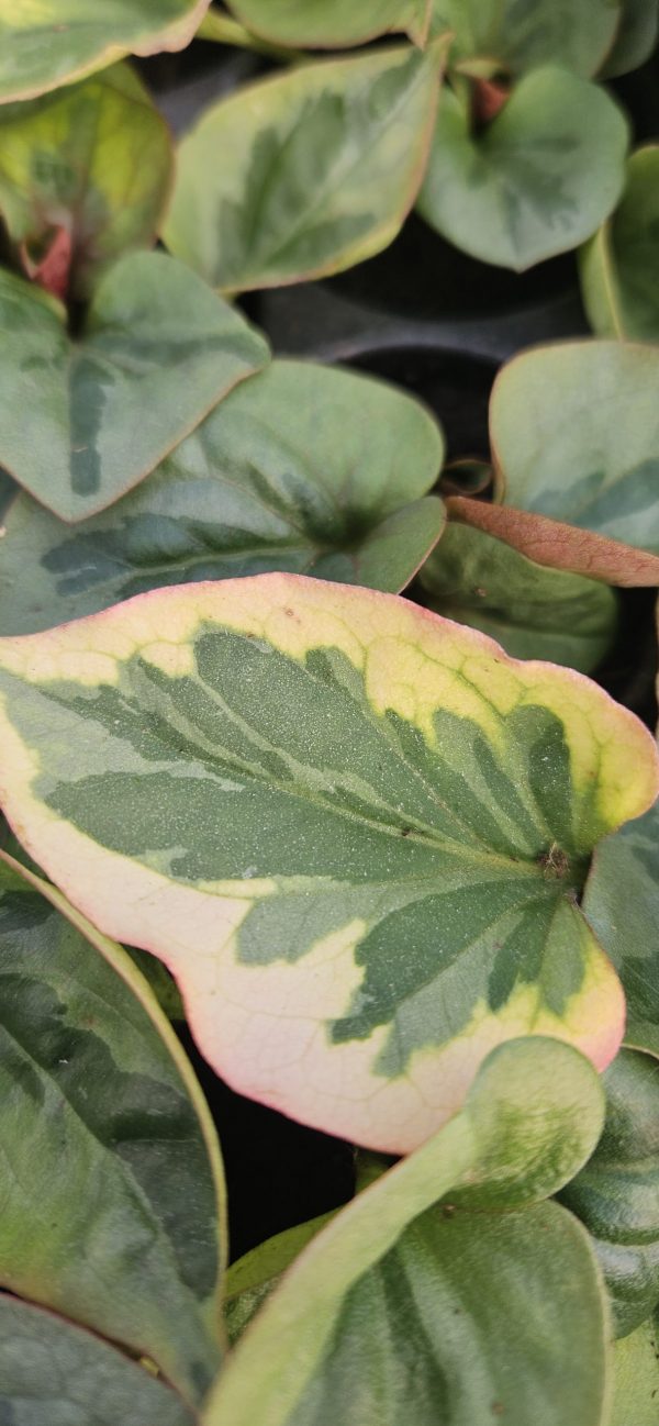 Houttuynia 'Chameleon' Houttuynia 'Chameleon'