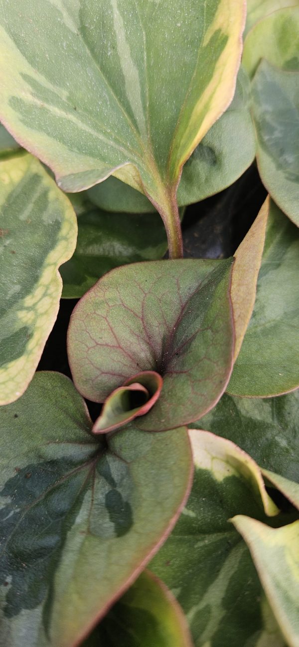 Houttuynia 'Chameleon'2 Houttuynia 'Chameleon'