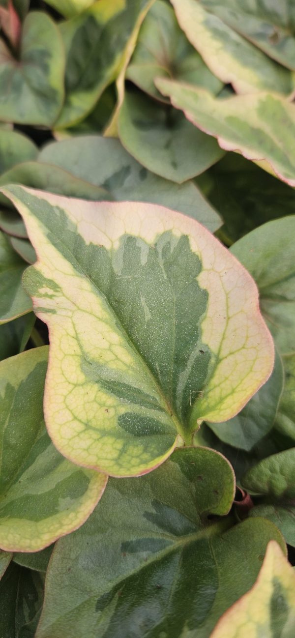 Houttuynia 'Chameleon'3 Houttuynia 'Chameleon'