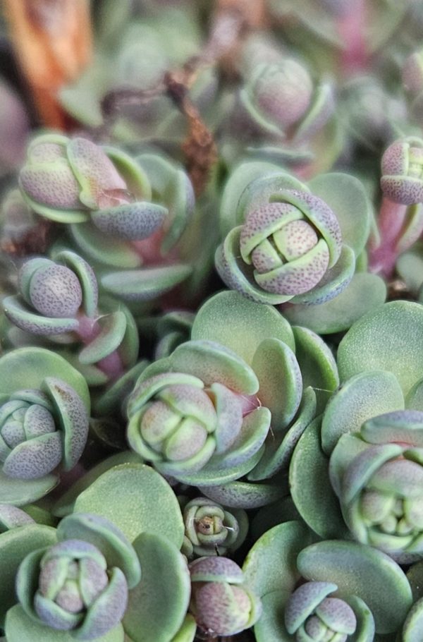 Hylotelephium 'Superstar'