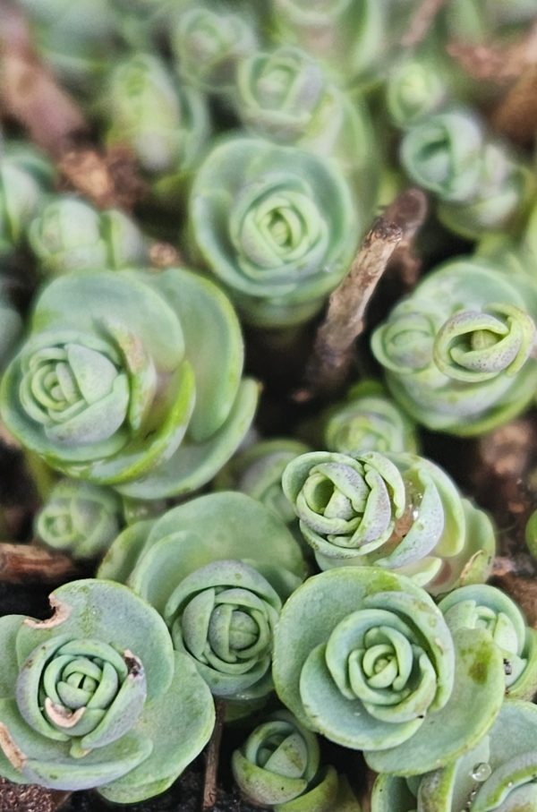 Hylotelephium 'Superstar'