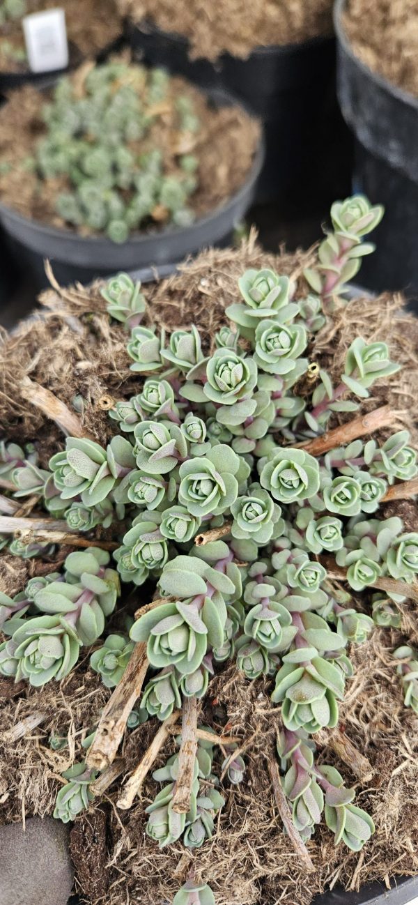 Hylotelephium 'Vera Jameson' Hylotelephium 'Vera Jameson'