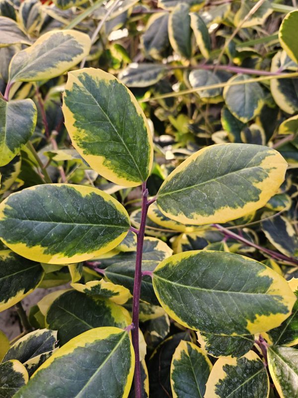 Ilex Golden King Ilex Golden King