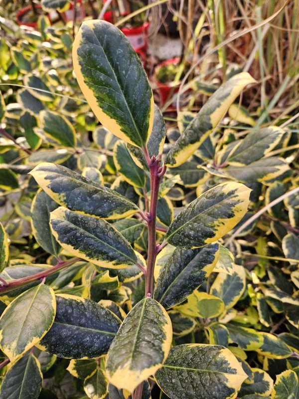 Ilex Golden King 2 Ilex Golden King
